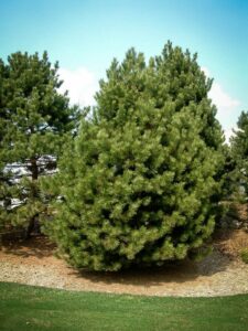 Сосна Чёрная (Pinus Nigra) купить по цене от 270.00р. в интернет-магазине «Посадика» с доставкой почтой в в Полевскойе и по всей России – [изображение №1].