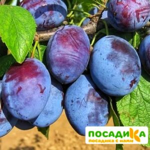 Слива Чачакская ранняя купить по цене от 229.00р. в интернет-магазине «Посадика» с доставкой почтой в в Полевскойе и по всей России – [изображение №1].