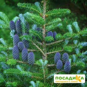 Пихта корейская (Abies koreana) купить по цене от 450.00р. в интернет-магазине «Посадика» с доставкой почтой в в Полевскойе и по всей России – [изображение №1].