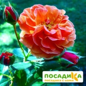 Роза Арабия купить по цене от 350.00р. в интернет-магазине «Посадика» с доставкой почтой в в Полевскойе и по всей России – [изображение №1].