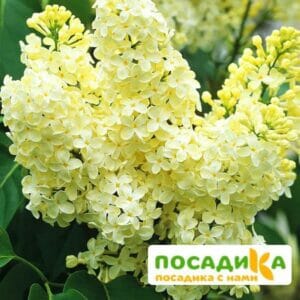 Сирень Примроуз (Primrose) купить по цене от 529.00р. в интернет-магазине «Посадика» с доставкой почтой в в Полевскойе и по всей России – [изображение №1].