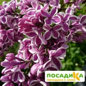 Сирень Сенсация купить по цене от 529.00р. в интернет-магазине «Посадика» с доставкой почтой в в Полевскойе и по всей России – [изображение №1].