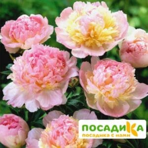 Пион Распберри Сандей (Paeonia Raspberry Sundae) купить по цене от 959р. в интернет-магазине «Посадика» с доставкой почтой в в Полевскойе и по всей России – [изображение №1].