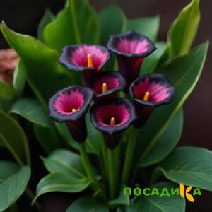 Калла Аура Лейс купить по цене от 400р. в интернет-магазине «Посадика» с доставкой почтой в в Полевскойе и по всей России – [изображение №1].