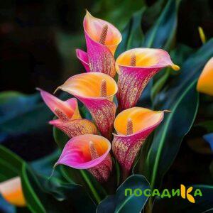 Калла Оникс купить по цене от 450р. в интернет-магазине «Посадика» с доставкой почтой в в Полевскойе и по всей России – [изображение №1].