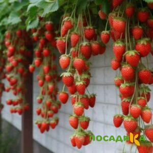 Клубника вьющаяся Комплимент купить по цене от 470р. в интернет-магазине «Посадика» с доставкой почтой в в Полевскойе и по всей России – [изображение №1].