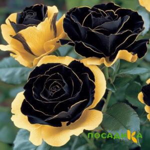 Роза Ханни Сикл купить по цене от 700р. в интернет-магазине «Посадика» с доставкой почтой в в Полевскойе и по всей России – [изображение №1].