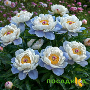 Пион акварельный Этюд купить по цене от 806р. в интернет-магазине «Посадика» с доставкой почтой в в Полевскойе и по всей России – [изображение №1].
