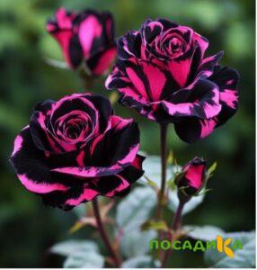 Роза Багровый Шепот купить по цене от 366р. в интернет-магазине «Посадика» с доставкой почтой в в Полевскойе и по всей России – [изображение №1].