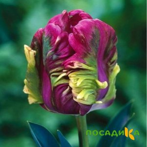 Тюльпан Экзотик Хэвен купить по цене от 186р. в интернет-магазине «Посадика» с доставкой почтой в в Полевскойе и по всей России – [изображение №1].