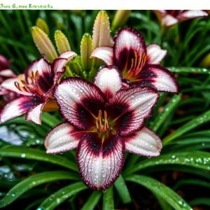 Лилейник Крим Сикл купить по цене от 799р. в интернет-магазине «Посадика» с доставкой почтой в в Полевскойе и по всей России – [изображение №1].