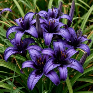 Лилейник Блю Айрис купить по цене от 324р. в интернет-магазине «Посадика» с доставкой почтой в в Полевскойе и по всей России – [изображение №1].